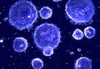 What Is Lymphocytes Normal Range?