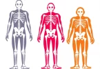 Somatotypes different body types